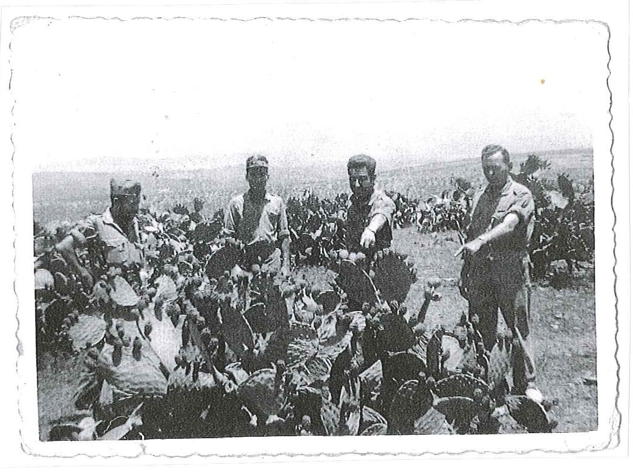 Cardos en Ifni. Fotografía original de la campaña de Ifni y el Sáhara español, 1958-1959, Batallón Expedicionario Tetuán XIV.