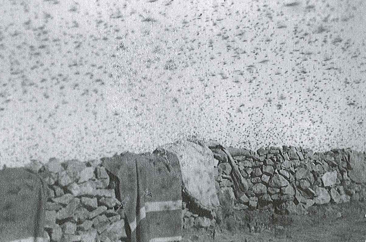 La plaga. Fotografía original de la campaña de Ifni y el Sáhara español, 1958-1959, Batallón Expedicionario Tetuán XIV.